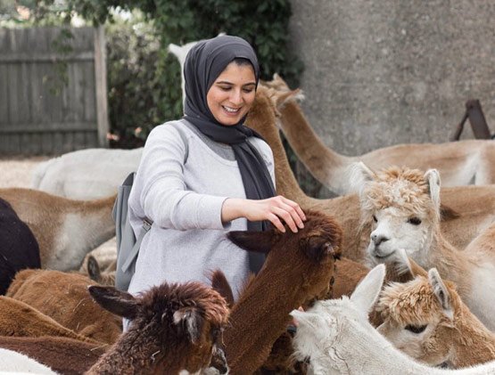 hickory lane alpacas