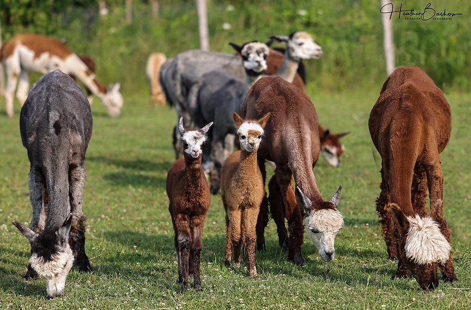 rubys acres alpaca farm